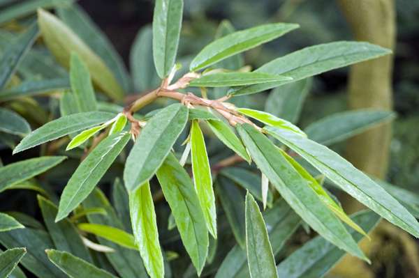 B. parilis
